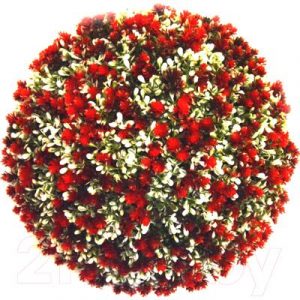 Искусственное растение Green Fly Самшит Гармония / С-3-28