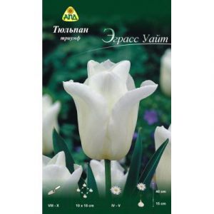 Семена цветов АПД Тюльпан Эграсс Уайт триумф / A30919